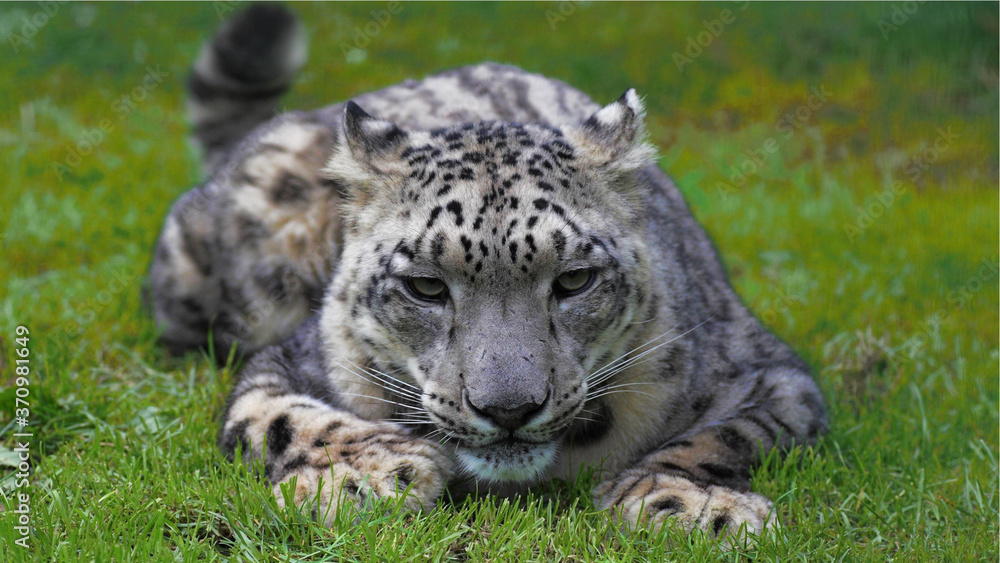 Naklejka premium close up of leopard