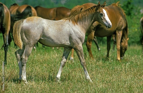 Anglo Arab Horse  Fawl and Herd