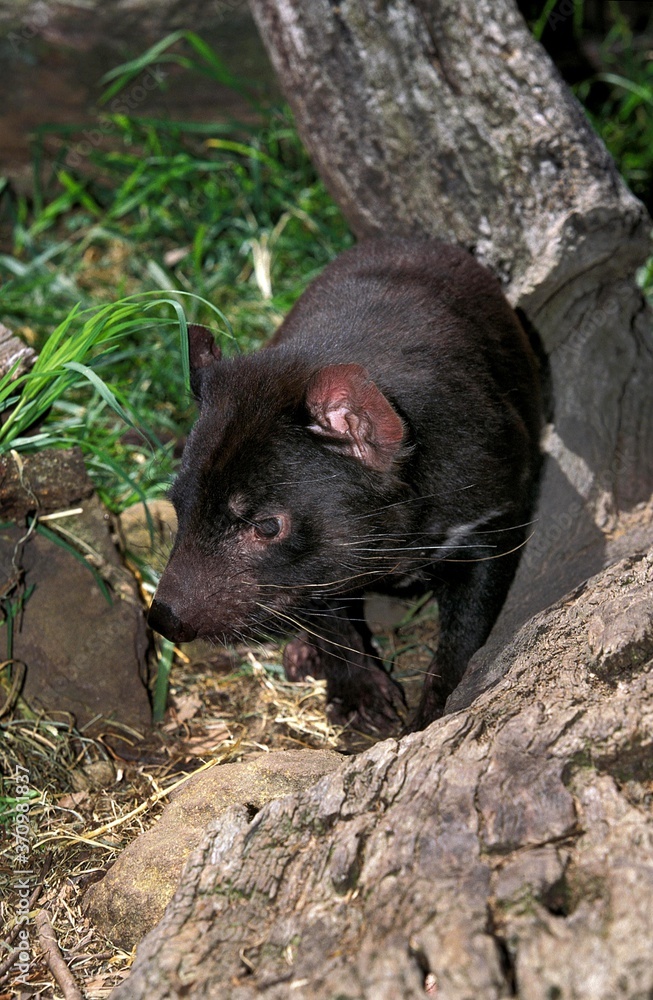 Tasmanian Devil, sarcophilus harrisi, Australia Tasmanian Devil, sarcophilus harrisi, Australia