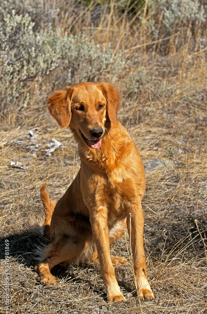 Dog sitting on Dry Grass