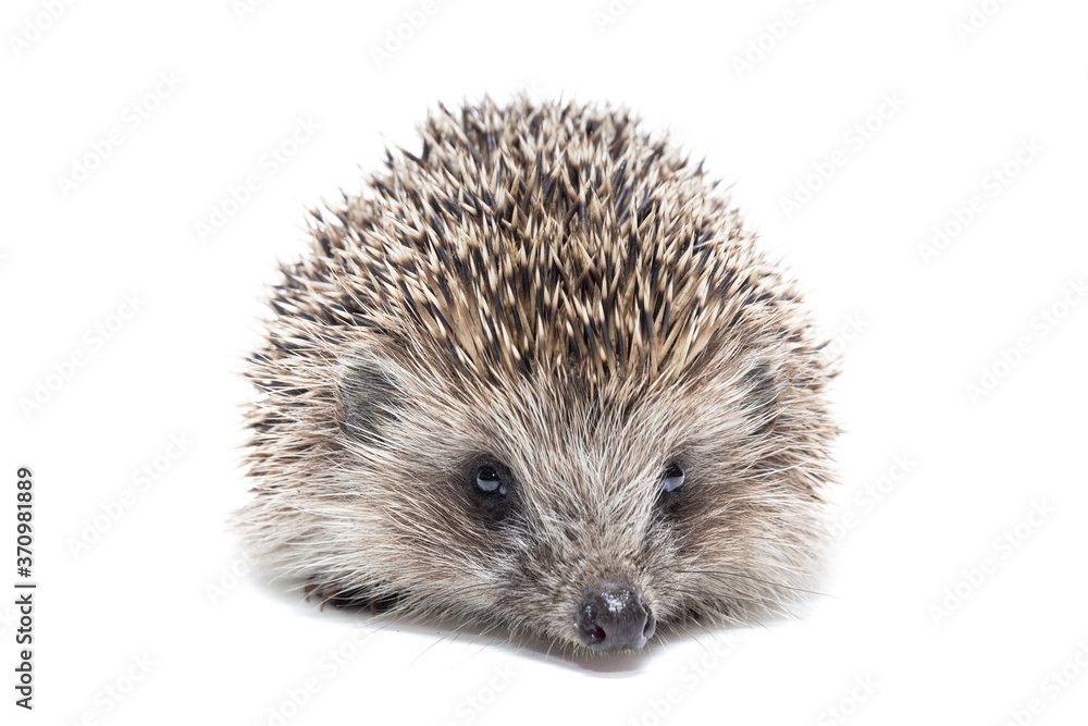 Obraz premium Hedgehog isolate on white background.