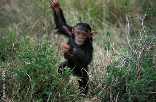 Slika na platnu Chimpanzee, pan troglodytes, Young