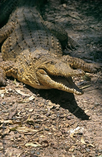 Australian Freshwater Crocodile crocodylus johnstoni, Adult with Open Mouth, in Defensive Posture, Australia