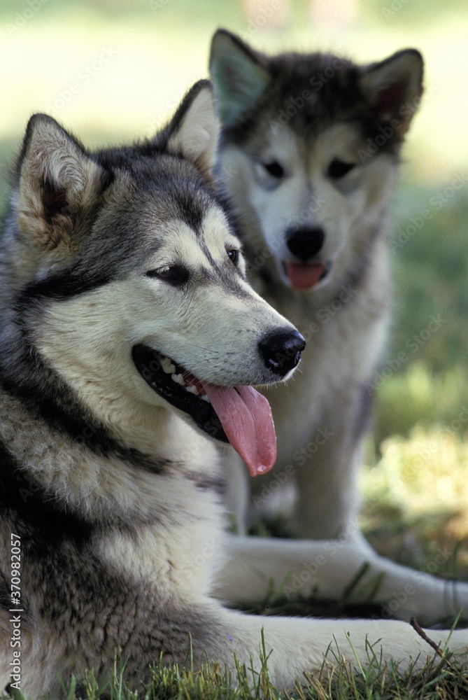 Alaskan Malamute Dog, Mother with Pup Alaskan Malamute Dog, Mother with Pup