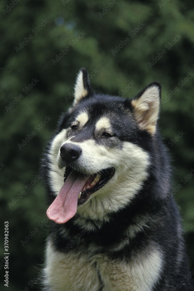 Alaskan Malamute Dog, Portrait of Adult with Tongue out