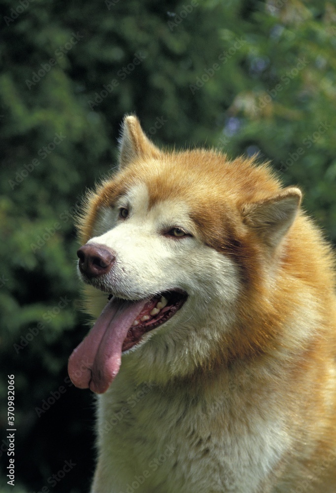 Alaskan Malamute Dog, Portrait of Adult with Tongue out