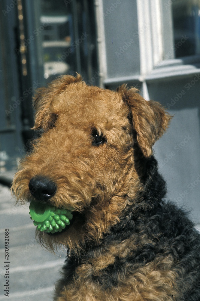 Airedale Terrier Dog, Adult with Ball in its Mouth Airedale Terrier Dog, Adult with Ball in its Mouth