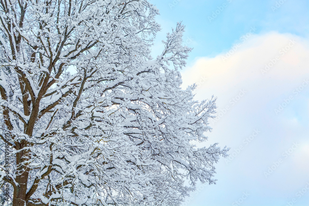 snow-covered oak branches against the sky and clouds snow-covered oak branches against the sky and clouds