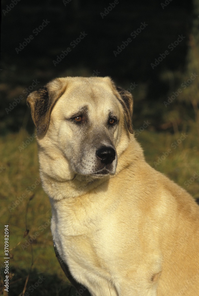 Anatolian Shepherd Dog, Portrait of Adult Anatolian Shepherd Dog, Portrait of Adult