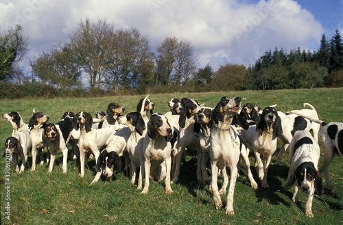 Ariegeois Hound, Pack photo