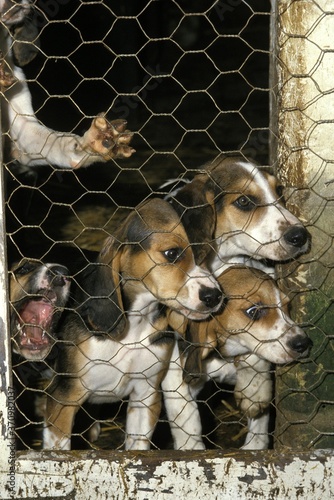 Great Anglo French Tricolour Hound, Pups in Kennel photo