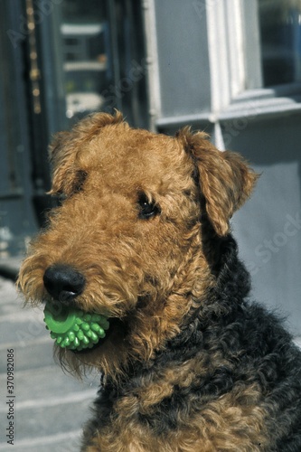 Airedale Terrier Dog, Adult with Ball in its Mouth