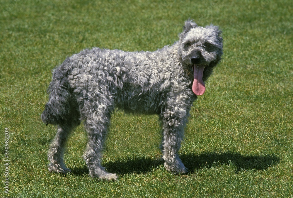 Hungarian Pumi Dog, Adult standing on Grass Hungarian Pumi Dog, Adult standing on Grass