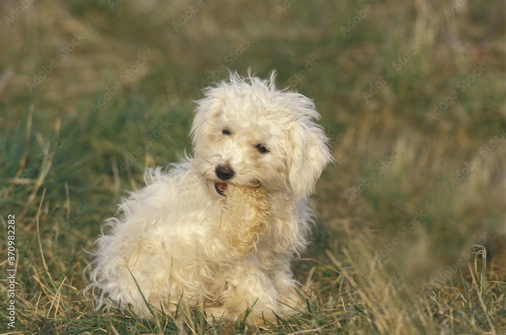 Bichon Frise Dog, Adult Biting its Paw Bichon Frise Dog, Adult Biting its Paw
