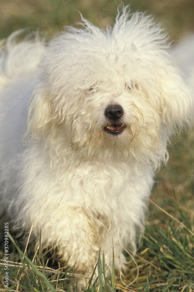 Bichon Bolognese Dog, Adult standing on Grass