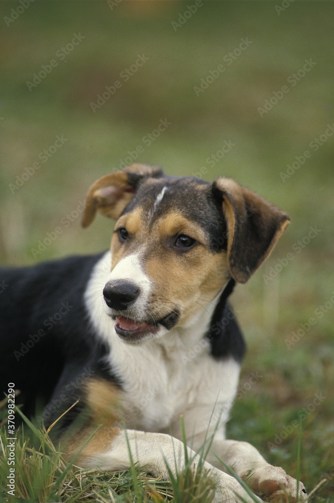 Short Hair Border Collie Dog, Adult laying on Grass