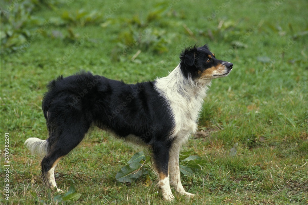 Border Collie Dog, Adult standing on Grass Border Collie Dog, Adult standing on Grass