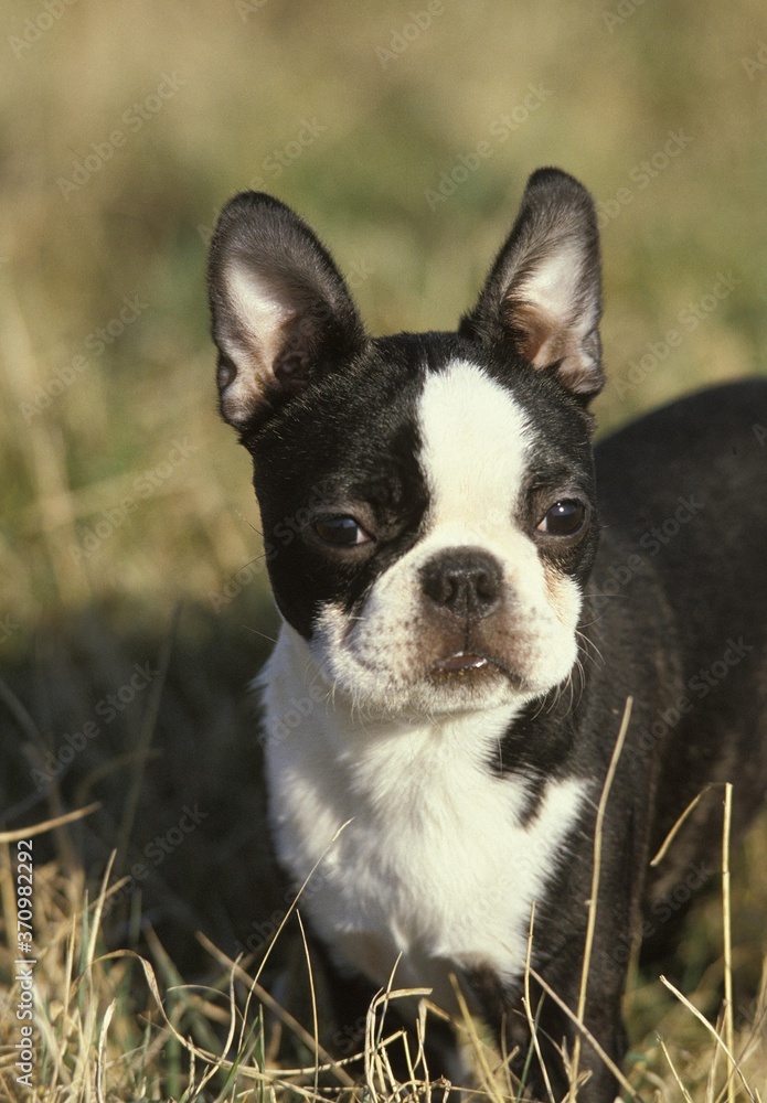 Boston Terrier Dog, Adult standing in Long Grass