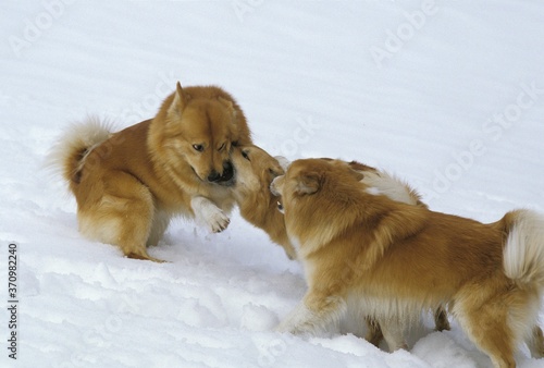 Iceland Dog or Icelandic Sheepdog, Adults playing on Snow