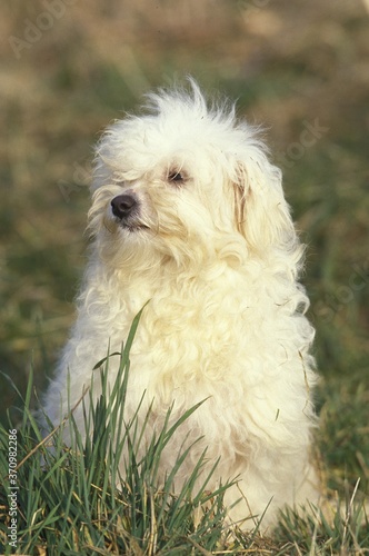 Bichon Bolognese Dog, Adult standing on Grass