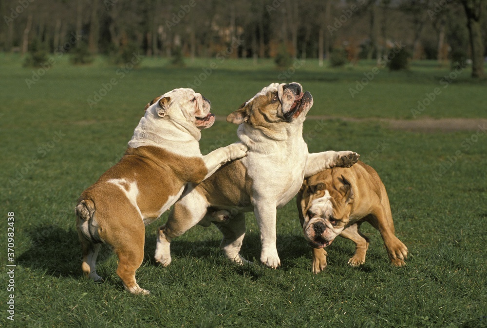English Bulldog, Dogs playing on Grass