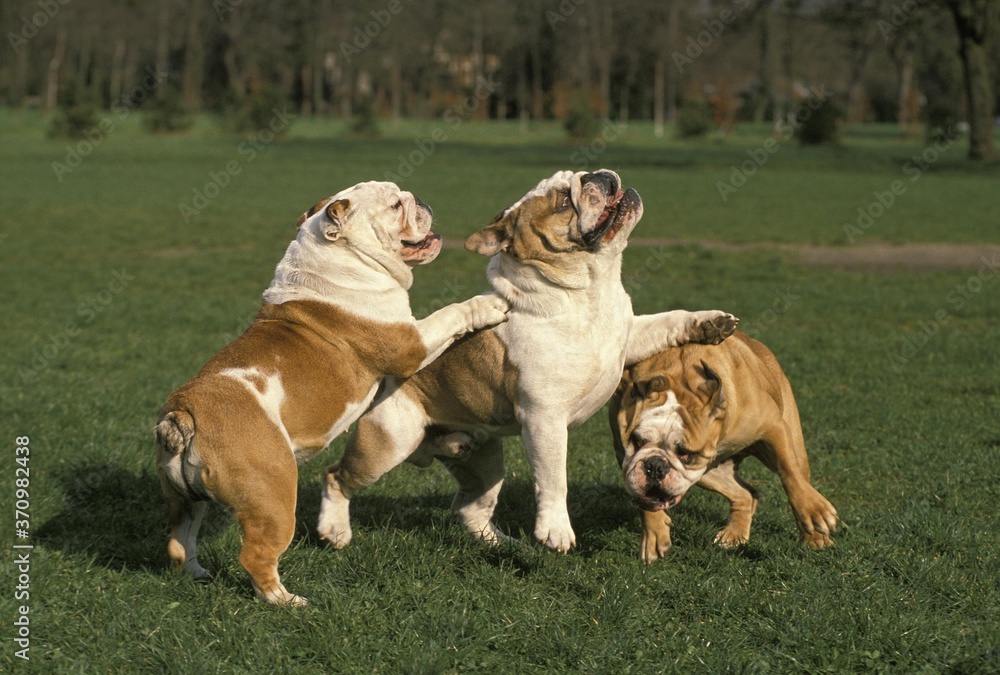 English Bulldog, Dogs playing on Grass English Bulldog, Dogs playing on Grass