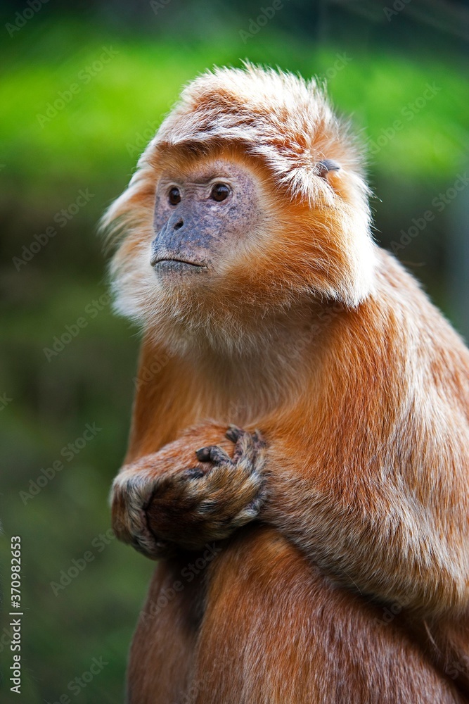 Javan Langur or Javan Lutung, trachypithecus auratus, Adult Javan Langur or Javan Lutung, trachypithecus auratus, Adult