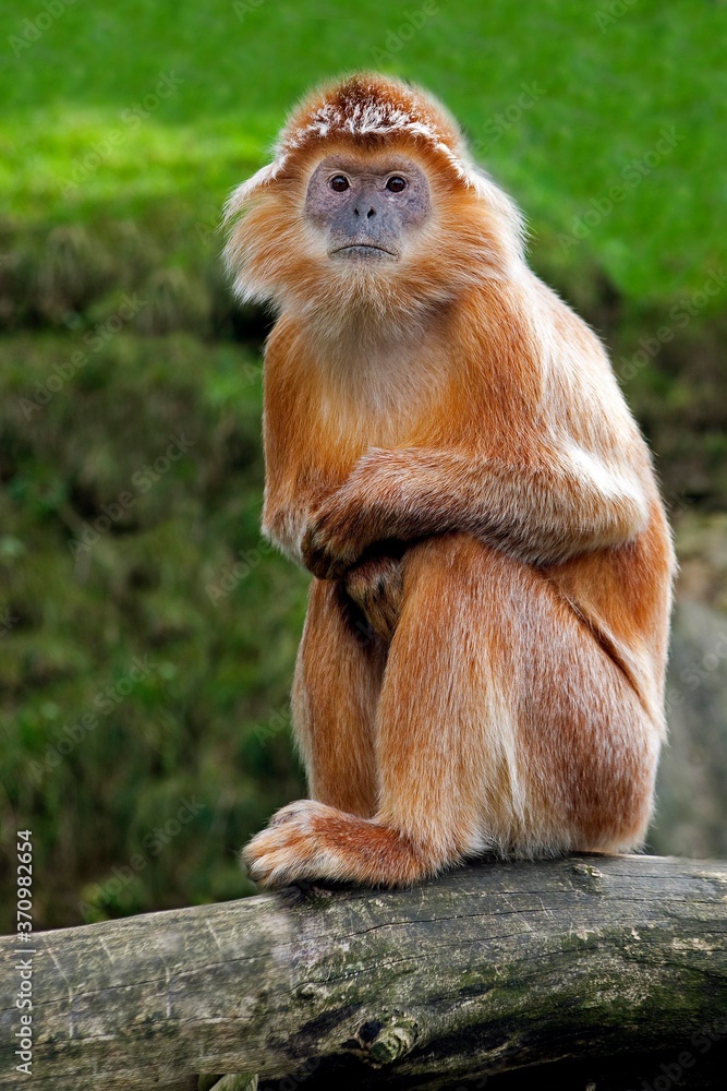 Fototapeta premium Javan Langur or Javan Lutung, trachypithecus auratus, Adult sitting on Branch