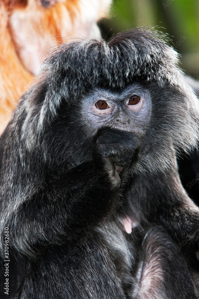 Javan Langur or Javan Lutung, trachypithecus auratus, Adult Javan Langur or Javan Lutung, trachypithecus auratus, Adult