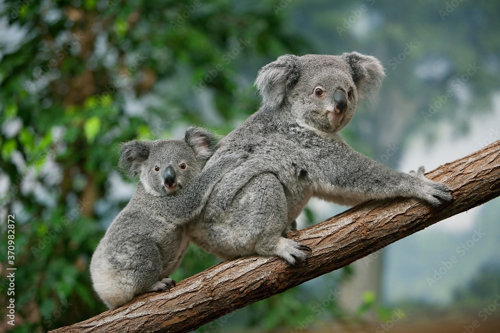 Fototapeta premium Koala, phascolarctos cinereus, Mother with Young standing on Branch