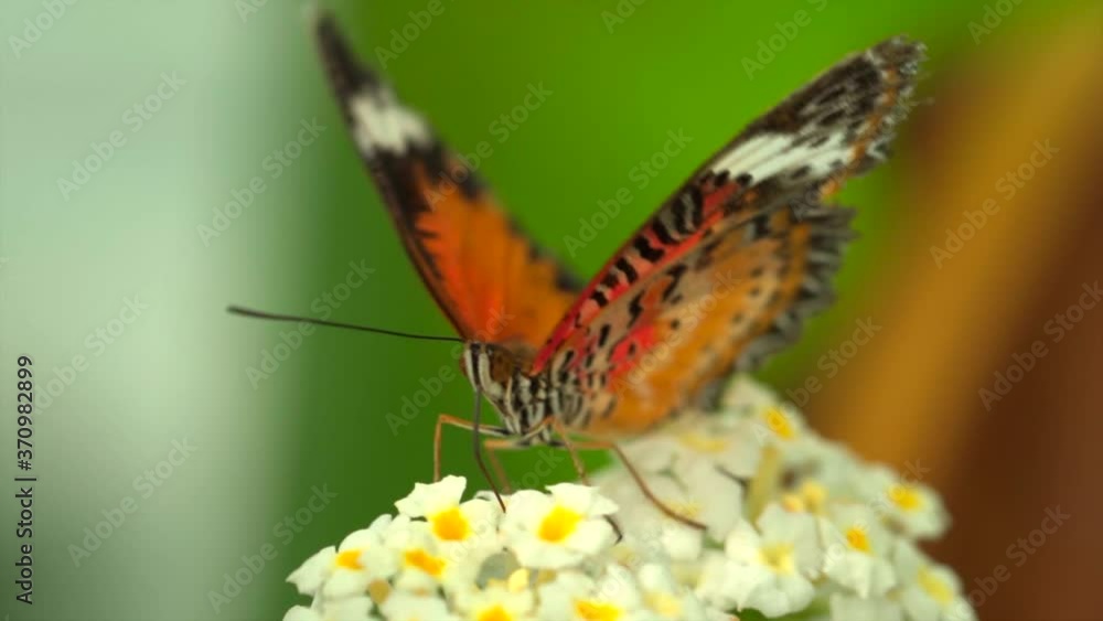 Macro view of beautiful colorful monarch butterfly sitting on flower during pollination Macro view of beautiful colorful monarch butterfly sitting on flower during pollination