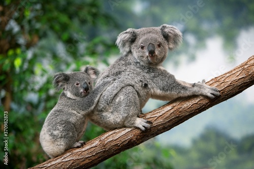 Fototapeta Naklejka Na Ścianę i Meble -  Koala, phascolarctos cinereus, Mother with Young standing on Branch