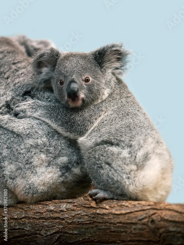 Fototapeta Naklejka Na Ścianę i Meble -  Koala, phascolarctos cinereus, Mother with Young