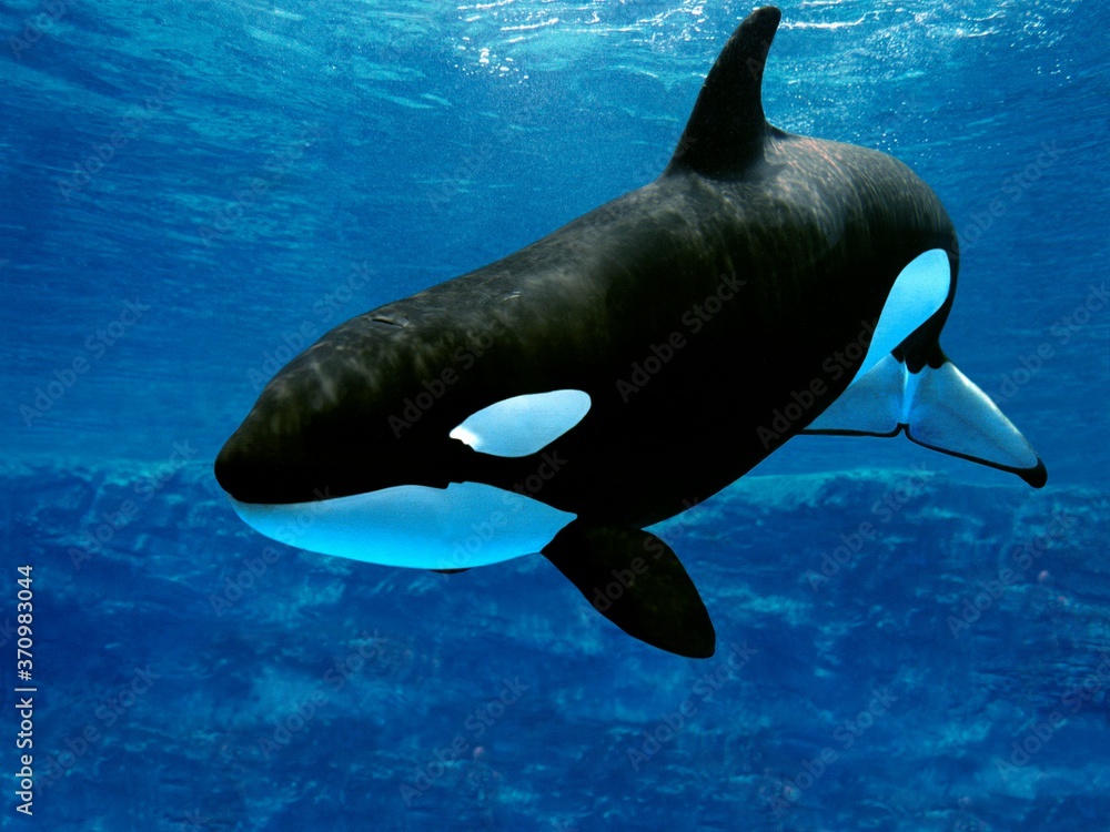 Killer Whale, orcinus orca, Adult - obrazy, fototapety, plakaty 