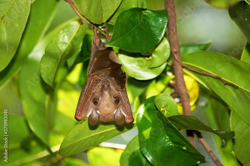 Peter's Epauletted Fruit Bat, epomophorus crypturus, Adult hanging under leaves, Kenya photo