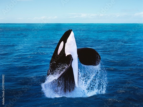 Killer Whale, orcinus orca, Adult Breatching
