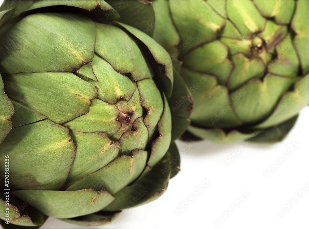 Camus Artichoke, cynara scolymus, Vegetable against White Background Camus Artichoke, cynara scolymus, Vegetable against White Background