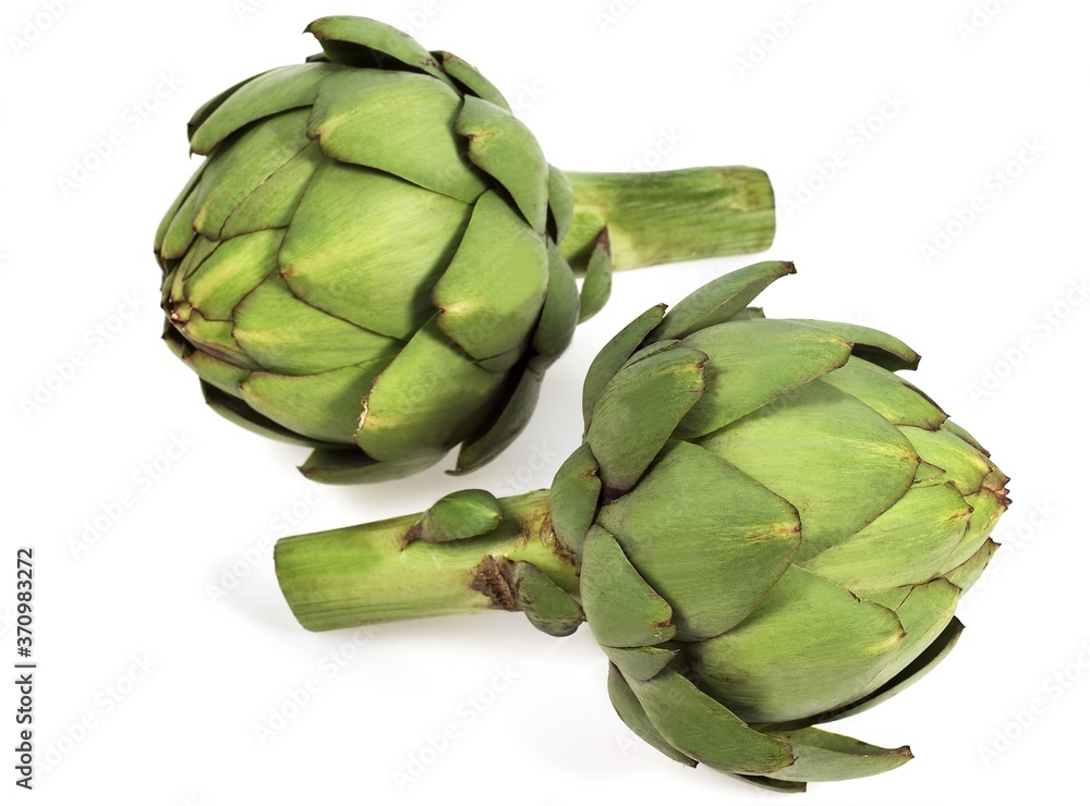 Fototapeta premium Camus Artichoke, cynara scolymus, Vegetable against White Background