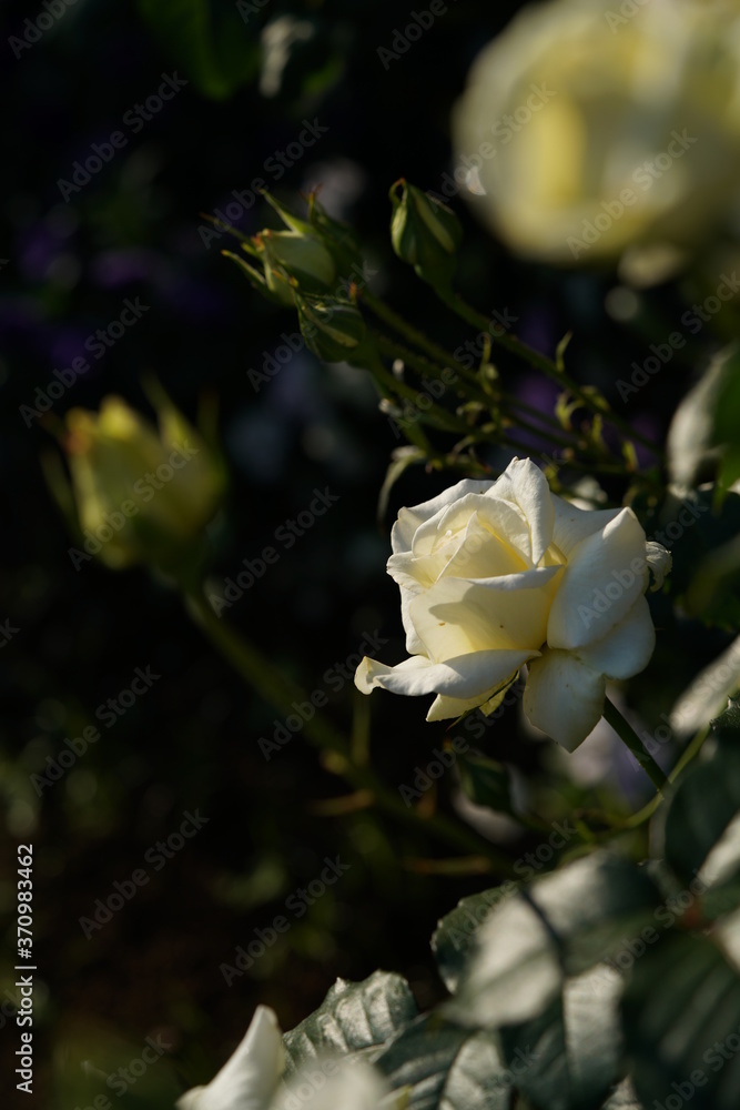 Light Cream Flower of Rose 'Caroline de Monaco' in Full Bloom
Light Cream Flower of Rose 'Caroline de Monaco' in Full Bloom