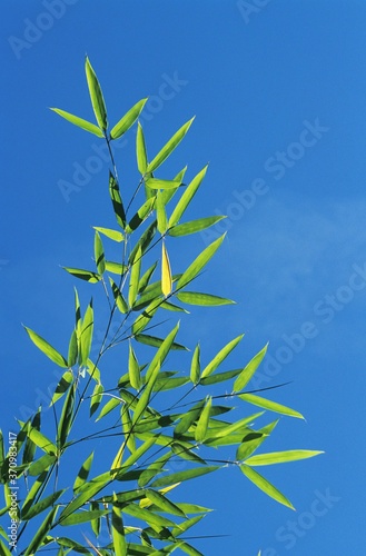 Bamboo Tree Branch against Blue Sky