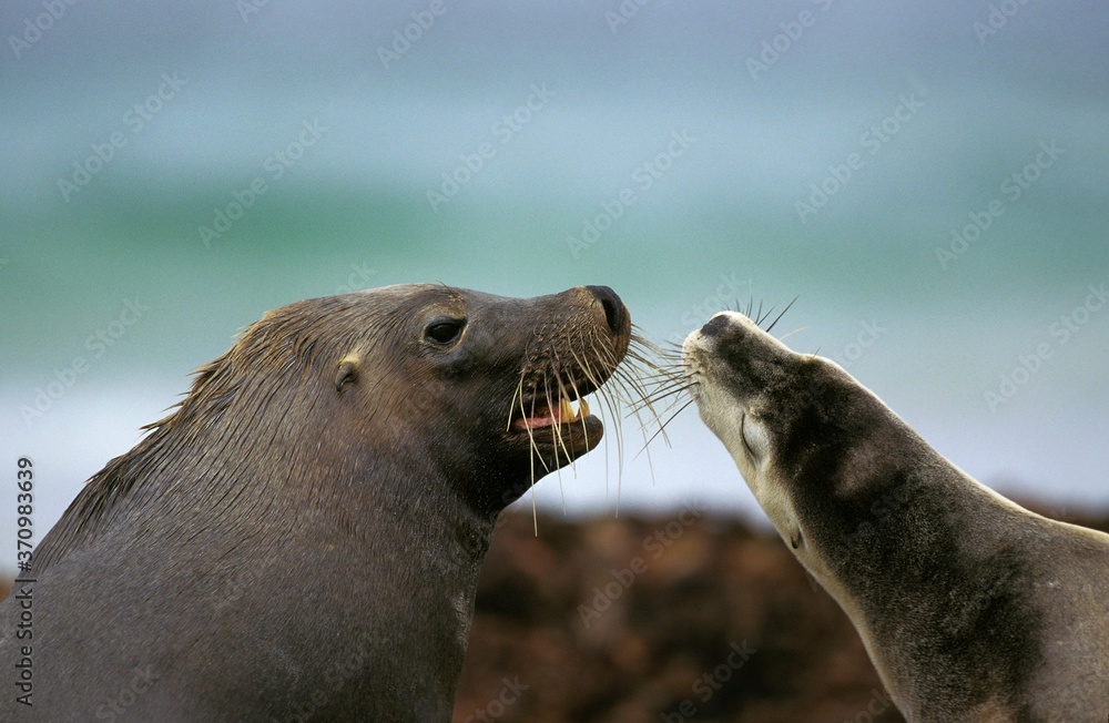 Fototapeta premium Australian Sea Lion, neophoca cinerea, Pair, Australia
