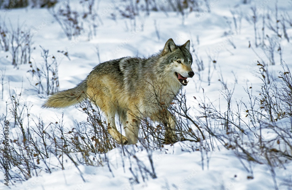 Fototapeta premium North American Grey Wolf, canis lupus occidentalis, Adult walking on Snow, Canada