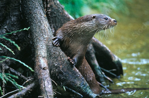 European Otter, lutra lutra, Adult standing in River