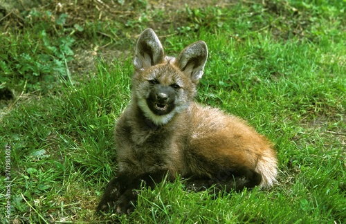 Maned Wolf, chrysocyon brachyurus, Cub Snarling photo