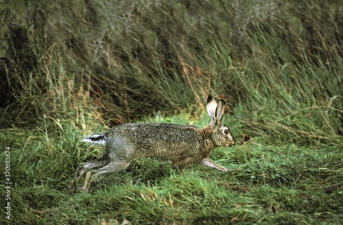 European Brown Hare, lepus europaeus, Adult running, France photo