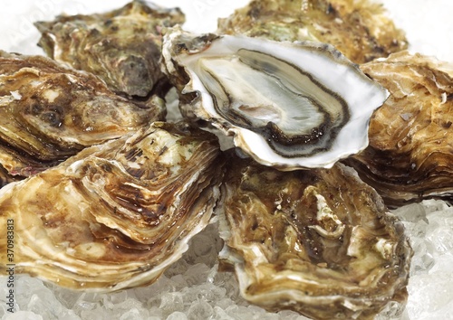 French Oyster called Marennes d'Oleron, Fresh Seafood on Ice