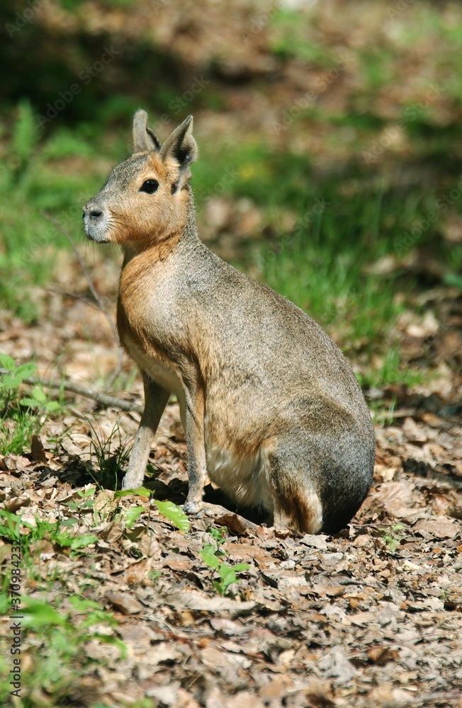 Obraz premium Mara, dolichotis patagonum, Adult sitting