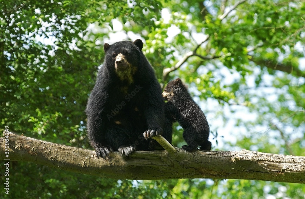 Obraz premium Spectacled Bear, tremarctos ornatus, Mother with Cub