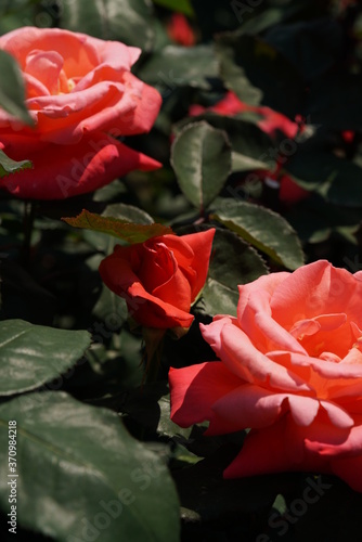 Salmon Orange Flower of Rose 'Catherine Deneuve' in Full Bloom
 photo