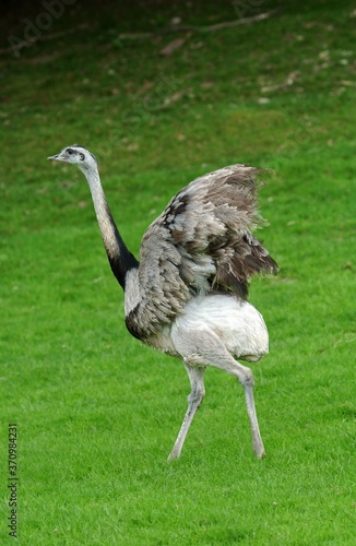 American Rhea, rhea americana, Adult opening Wings photo